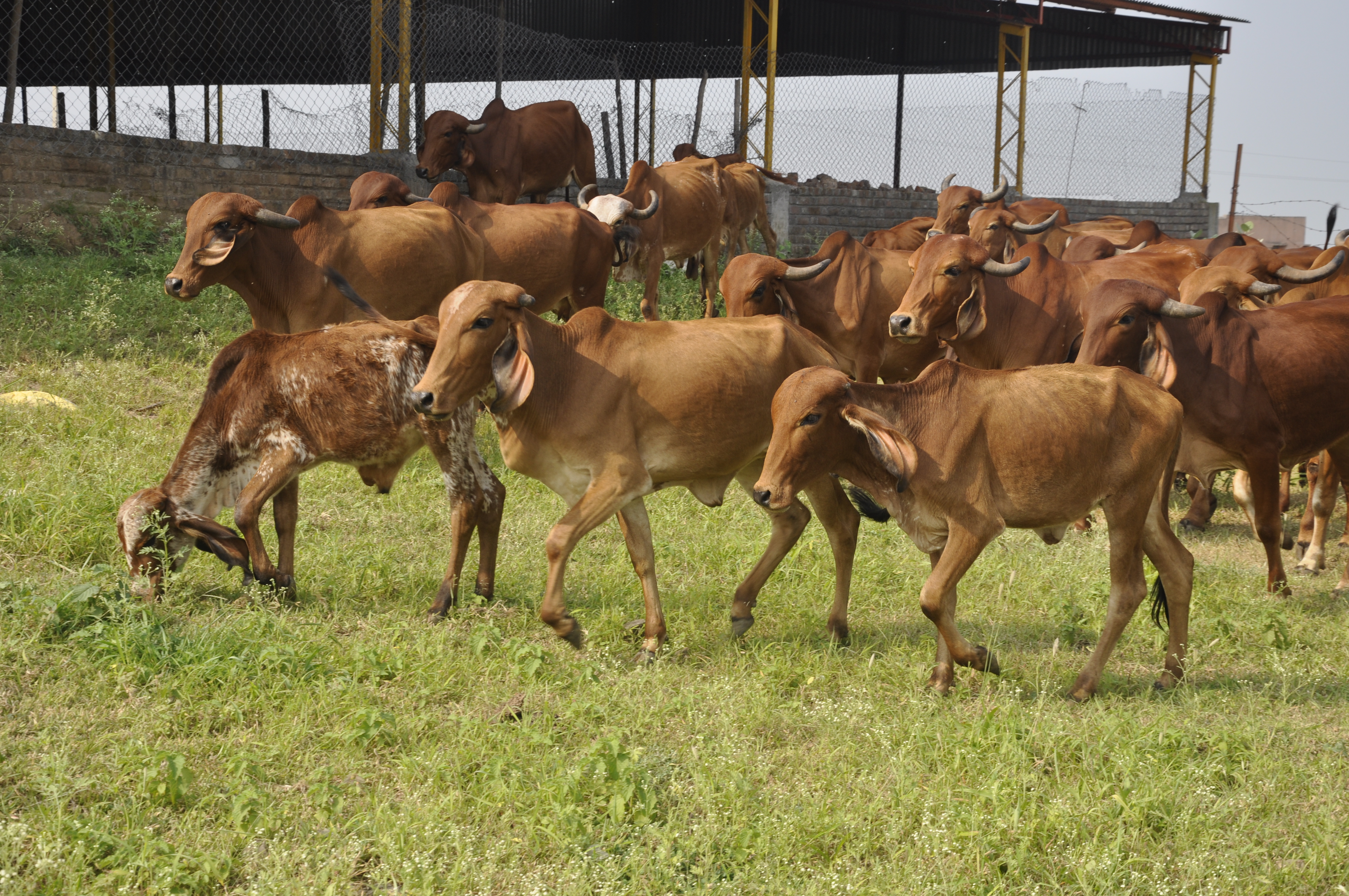 गोशाळा