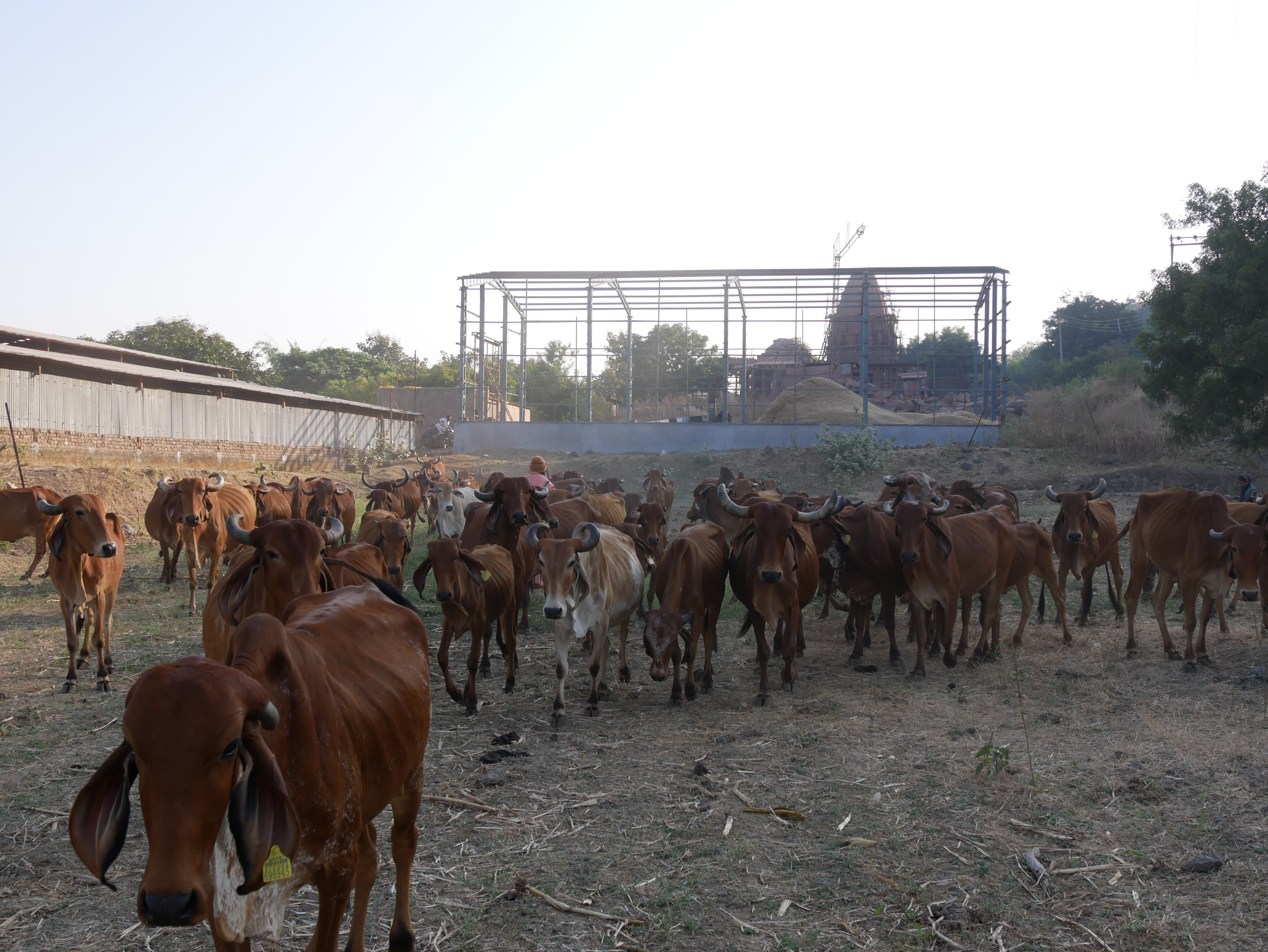 गोशाळा