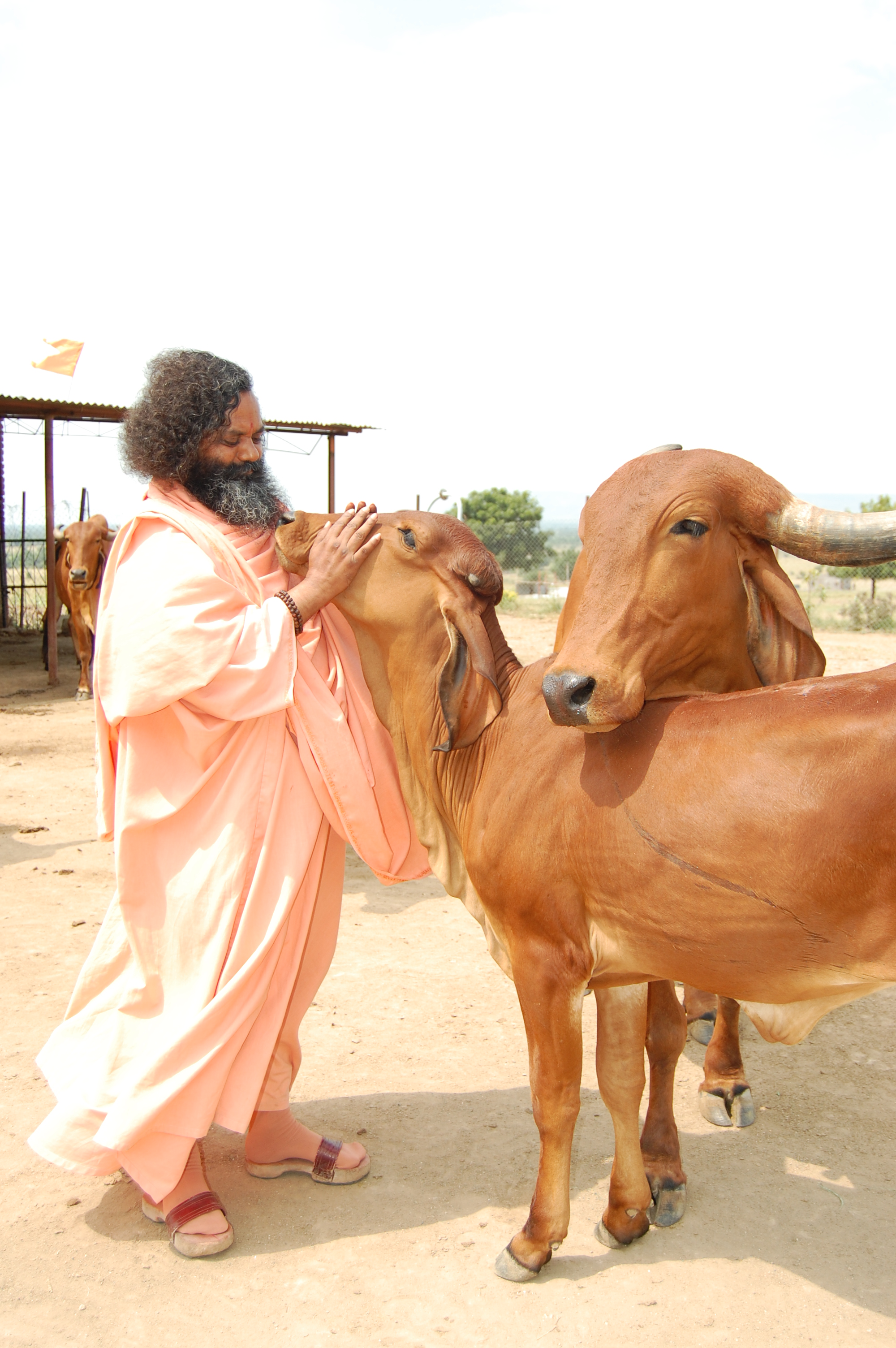 गोशाळा